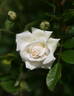 Innocence rose photo