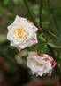 Innocence rose photo