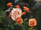 Vesper rose photo