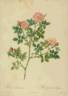 R. dumetorum rose photo