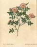 R. dumetorum rose photo