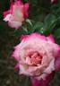 Colour Buffet rose photo
