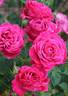 Raspberry Rapper rose photo