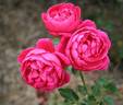 The Captain of Hearts rose photo