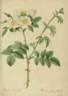 <i>Rosa leucantha</i> Loiseleur rose photo