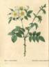 <i>Rosa leucantha</i> Loiseleur rose photo