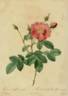 <i>Rosa centifolia flore simplici</i> rose photo