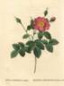 <i>Rosa centifolia flore simplici</i> rose photo