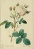 <i>Rosa centifolia</i> var. <i>mutabilis</i> Pers. rose photo