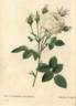 <i>Rosa centifolia</i> var. <i>mutabilis</i> Pers. rose photo