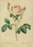 <i>Rosa centifolia</i> staxon <i>carnea</i> Dum.Cours rose photo