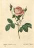 <i>Rosa centifolia</i> staxon <i>carnea</i> Dum.Cours rose photo