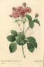 Caryophyllea rose photo