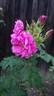 <i>Rosa rugosa</i> Dark Foxi ® rose photo
