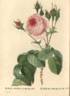 <i>Rosa centifolia</i> staxon <i>bullata</i> Redouté rose photo