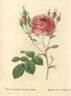 <i>Rosa centifolia Anglica rubra</i> rose photo