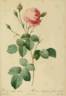 Rosa centifolia crenata</i> rose photo