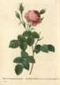 Rosa centifolia crenata</i> rose photo
