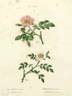 <i>R. sepium</i> rose photo