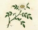 <i>R. sepium</i> rose photo