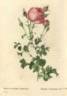 <i>Rosa centifolia</i>, var. <i>bipinnata</i> rose photo