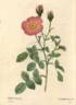 R. muscosa simplex rose photo
