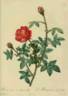 <i>Rosa muscosa anemone-flora</i> rose photo