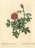 <i>Rosa muscosa anemone-flora</i> rose photo