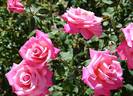 Carmenta rose photo