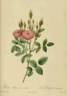 <i>Rosa pomponiana muscosa</i> rose photo