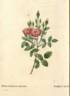<i>Rosa pomponiana muscosa</i> rose photo