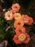 HF 1972 rose photo