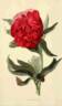 Officinalis Rubra Plena peony photo