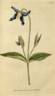 <i>C. integrifolia</i> L. clematis photo