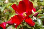 Apache rose photo