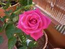 Mercè rose photo