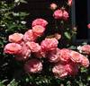Catherine Alison rose photo