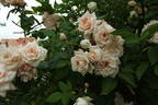 Buttermere rose photo