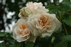 Buttermere rose photo