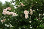 Buttermere rose photo