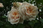Buttermere rose photo
