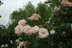 Buttermere rose photo