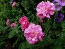 Morletii rose photo