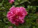 Morletii rose photo