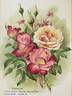 Madame Badin rose photo