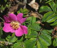 Prattigosa rose photo
