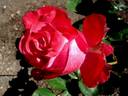 Prince Albert II de Monaco rose photo