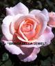 Brindabella Jewel rose photo