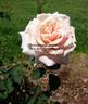 Brindabella Jewel rose photo