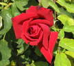Hoagy Carmichael rose photo